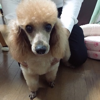 トイプードル