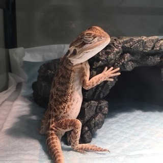 爬虫類好きな方(o^^o)