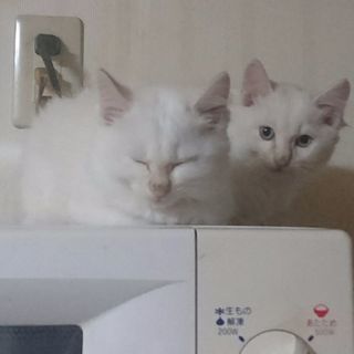 里親募集です！！ 子猫ちゃん２匹をどうか