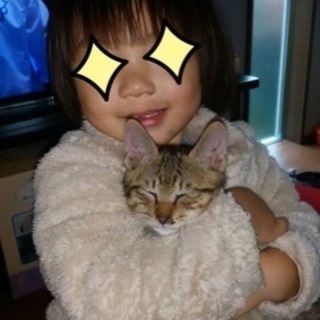 １匹になってしまいましたので急募です☆生後３ヶ月☆元気な猫ちゃん☆