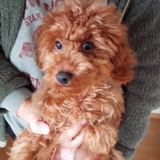 飼い主さんが決まりました。沢山のご応募有り難う御座いました。