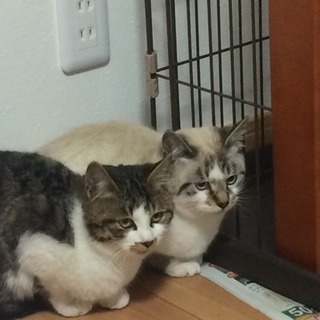 去勢済み！子猫飼っていただける方募集します。