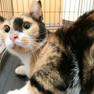 他の猫の里親になっていただいた方のお宅からの申し出でトライアルに...