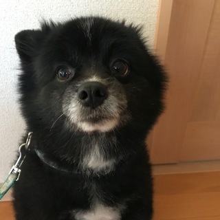 【募集停止いたします。ありがとうございました】