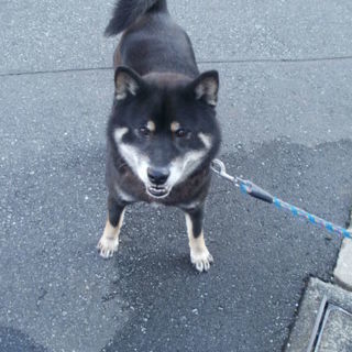 里親募集しています