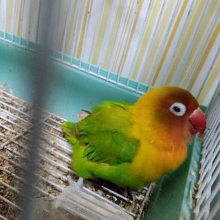 初心者向けアコースティックギター弾語り、エレキギターレクチャの画像