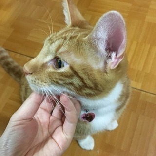 【去勢済】生後5ヶ月の茶トラくん