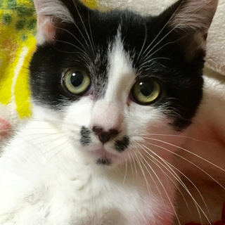 なつっこい子猫【お顔に四葉のクローバー】