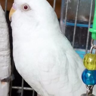 セキセイインコ (白アルビノ)里親様募集