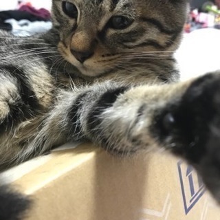 人懐っこい甘えん坊の子猫ちゃんです