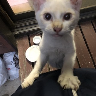 白い猫ぴーやんです。