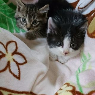 ☆ハチワレ♀とキジトラ♀のチビちゃん姉妹