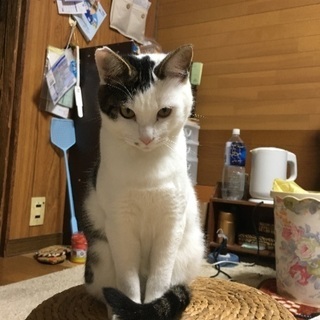 キジハチワレ兄弟です！ - 猫