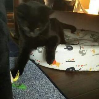 ３兄弟の保護猫ちゃん