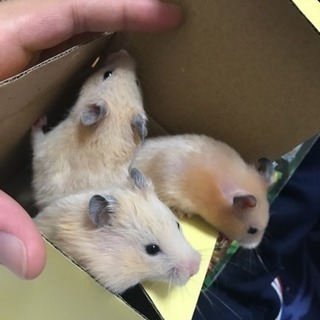 キンクマハムスターの里親