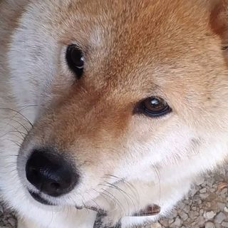 柴犬 4歳 ♀ - 栃木市
