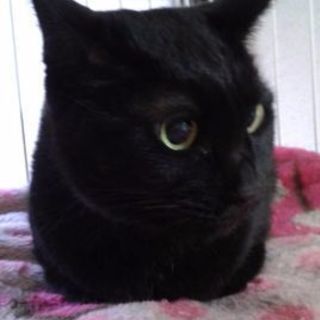 怖がりだけど甘えたなエリちゃん(雌９歳)