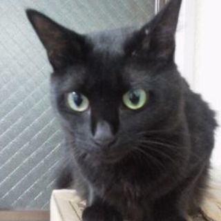 フワフワ半長毛。甘えた声で小柄なリリちゃん。(雌６歳)       