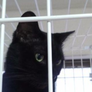 過去に虐待！？可愛がってあげてほしい……リキくん(雄９歳)