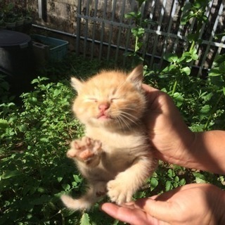 子猫 里親募集です。