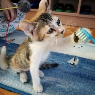 里親決定しました。ありがとうございました。