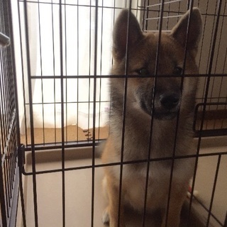 2017/6/20生まれ  柴犬ちゃん 〜終了〜