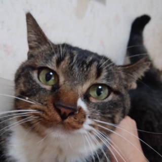 【代理投稿】☆猫メス　7ヵ月キジ白足袋