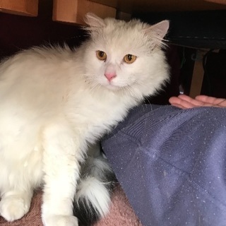  捨てられた飼い猫ちゃんもう一度ずっとなお家を探しています。