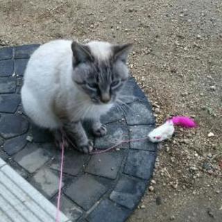 里親さん募集しています