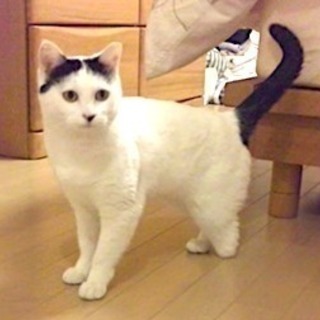 ３本足のゆきちゃん、里親さん募集です。