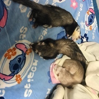 フェレット探してます