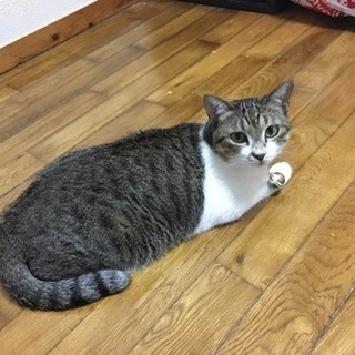 【猫】【行方不明】情報下さい！