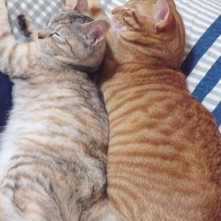 グレーの猫