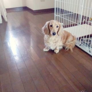 ミニチュアダックス。血統書有り！