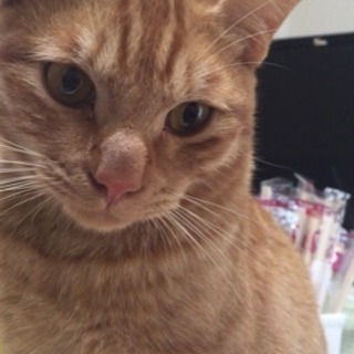 茶トラの猫です。