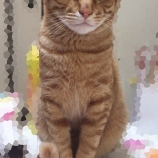 茶トラの猫ちゃん