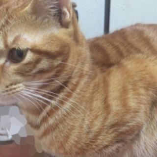 茶トラのかわいい猫ちゃん