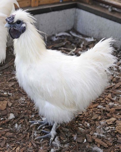 烏骨鶏 雄 白 2羽、烏骨鶏ミックス 雄 白 2羽 (やま) 上総東のその他の