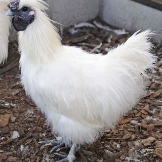 烏骨鶏 雄 白 2羽、烏骨鶏ミックス 雄 白 2羽