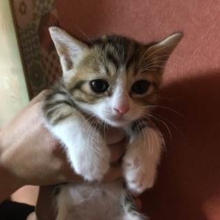 三兄妹です。