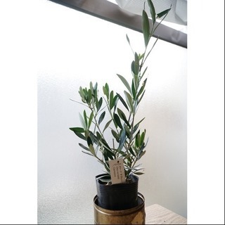 大人気 オリーブの木D 観葉植物