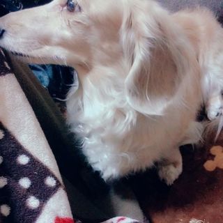 １２歳女の子緊急募集