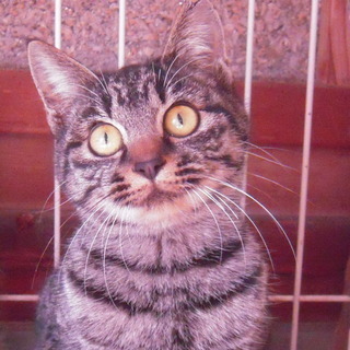 里親様決定♪　守ってあげたくなる小柄なキジトラ子猫　推定６～７ヶ月
