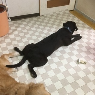 ラブラドールの里親を募集しています