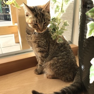 【里親さんが決まりました！】