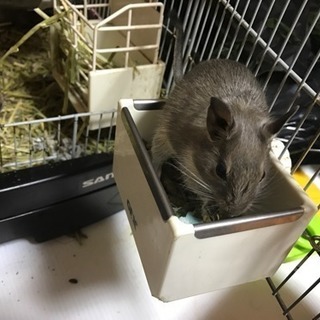 デグー３匹 夏生まれ