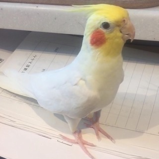オカメインコ