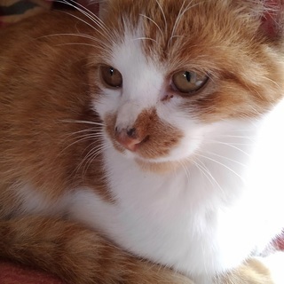 子猫の里親さん募集