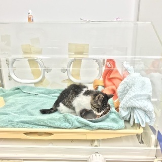 【ありがとうございます。里親さんが決定しました。】生後2ヶ月の白...