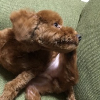 里親さん募集